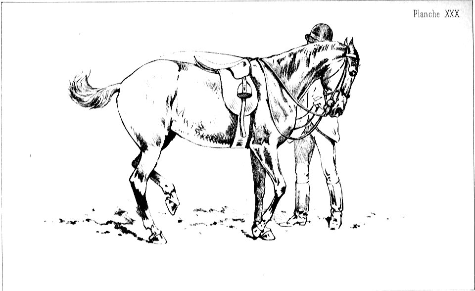 Principesdedressage 401