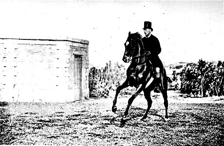 Principesdedressage 365