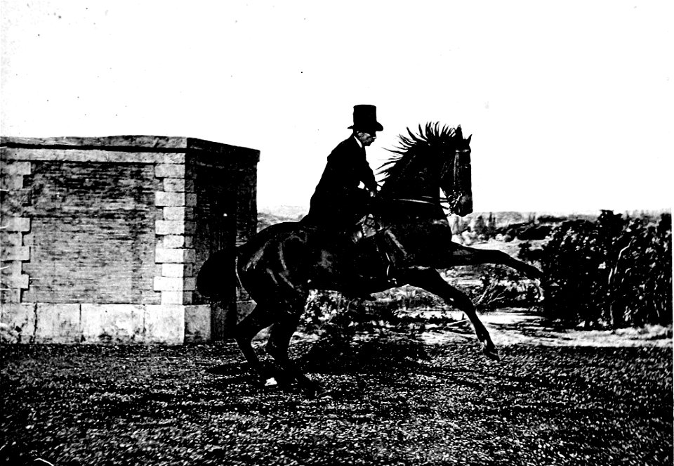 Principesdedressage 411a