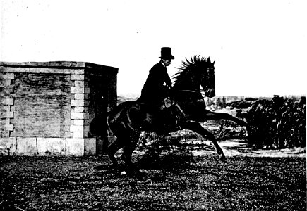 Principesdedressage 411a