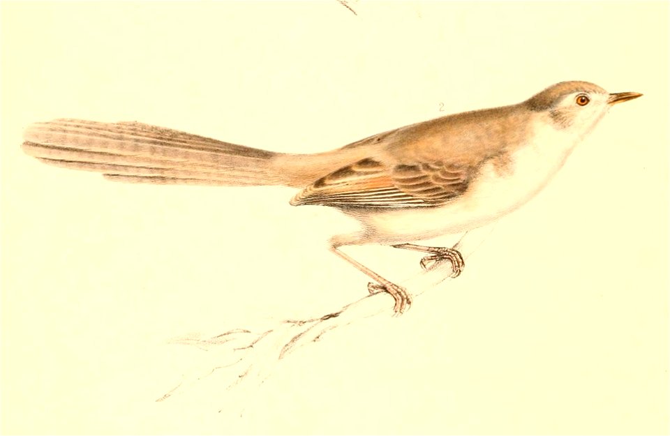 Prinia flavicans 1838