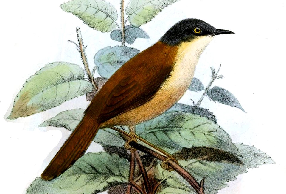 PriniaPoliocephalaSmit (cropped)