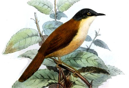 PriniaPoliocephalaSmit (cropped)