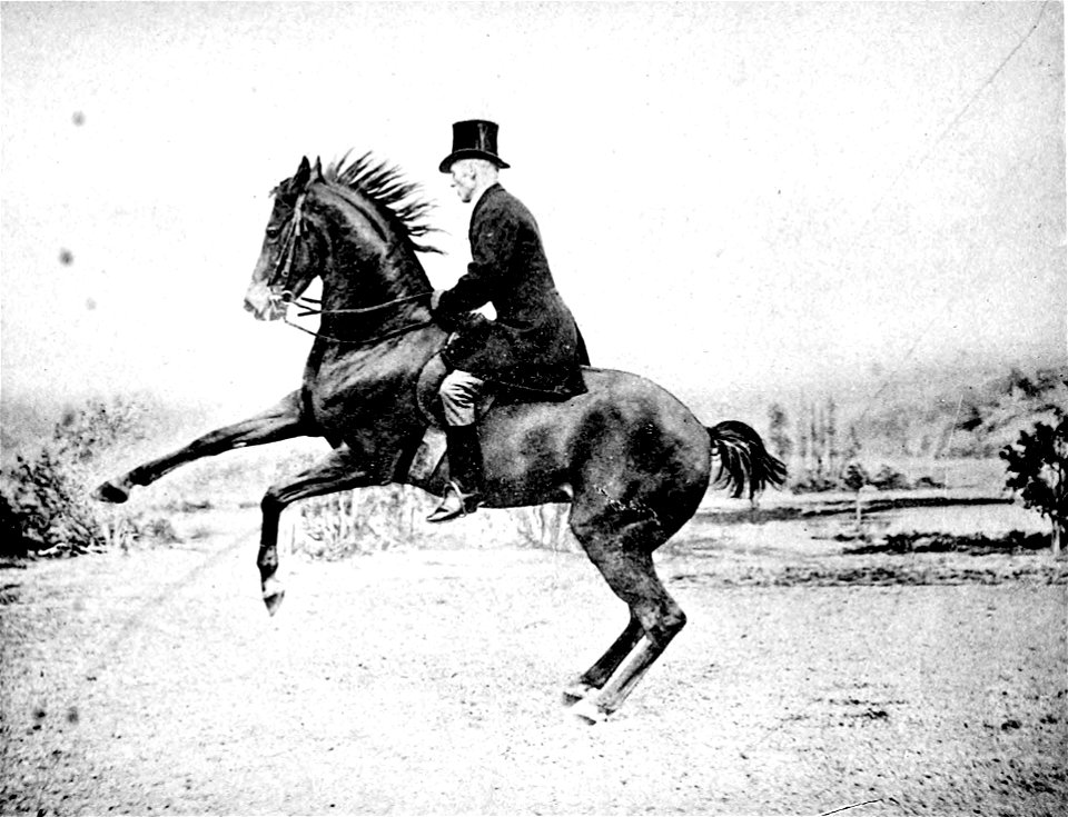Principesdedressage 433a