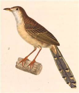 Prinia polychroa 1838
