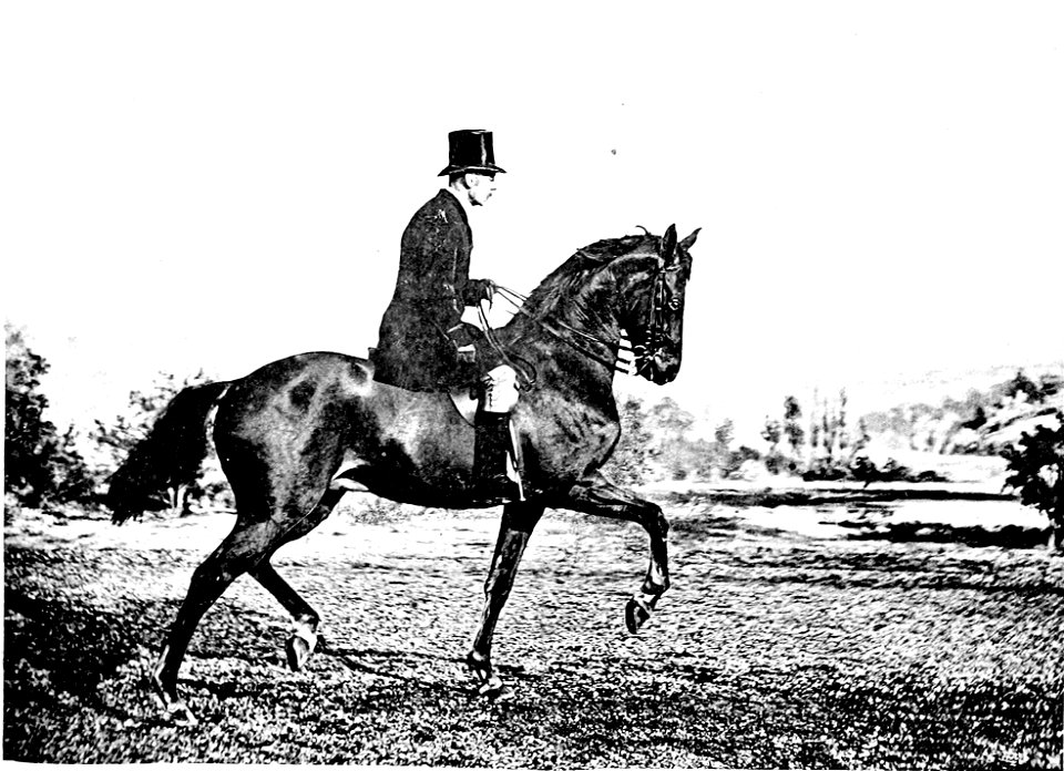 Principesdedressage 379b