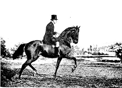 Principesdedressage 379b