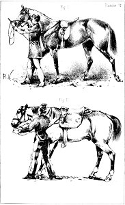 Principesdedressage 095