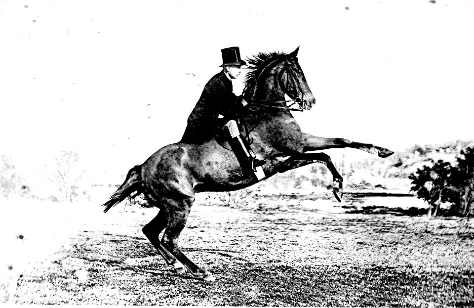 Principesdedressage 415