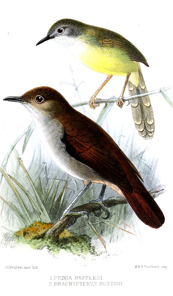 PriniaBrachypteryxKeulemans