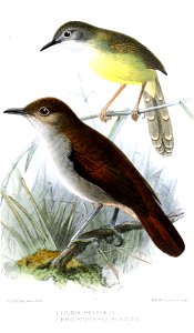 PriniaBrachypteryxKeulemans