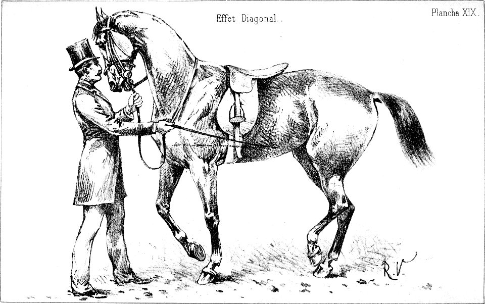 Principesdedressage 183