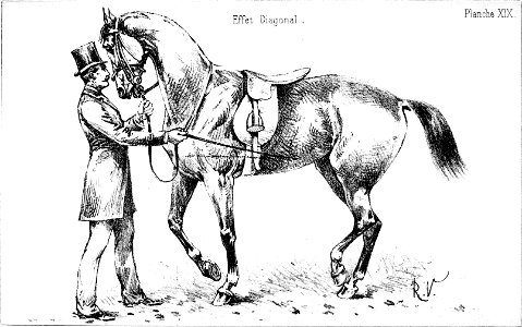 Principesdedressage 183