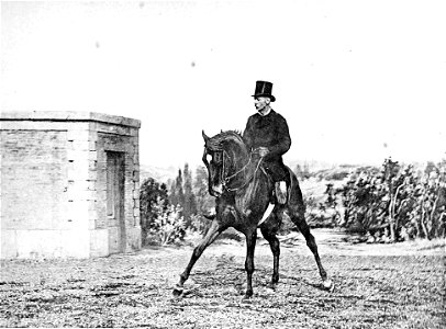 Principesdedressage 361a