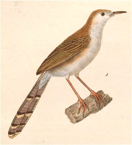 Prinia gracilis 1838