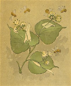Prinsarnes blomsteralfabet Baksida