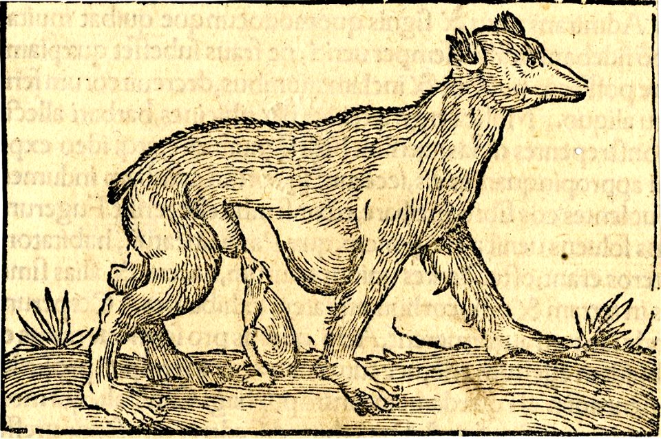 Print, book-illustration (BM 1982,U.2371)