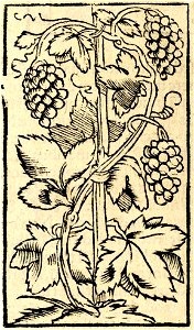 Print, book-illustration (BM 1982,U.2521)