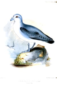 PrionBrevirostrisWolf