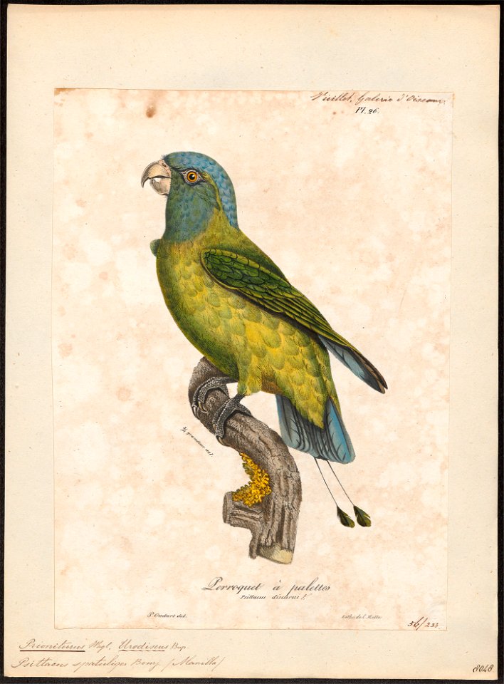 Prioniturus spatuliger - 1825-1834 - Print - Iconographia Zoologica - Special Collections University of Amsterdam - UBA01 IZ18500033