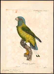 Prioniturus spatuliger - 1825-1834 - Print - Iconographia Zoologica - Special Collections University of Amsterdam - UBA01 IZ18500033
