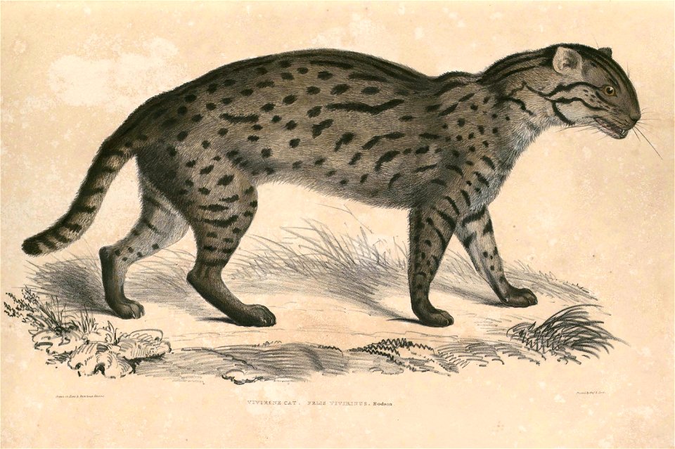 Prionailurus viverrinus Hardwicke