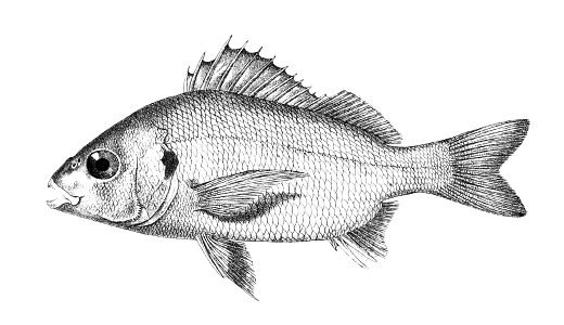 Pristipoma olivaceum Ford 19