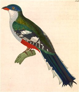 Priotelus temnurus 1838