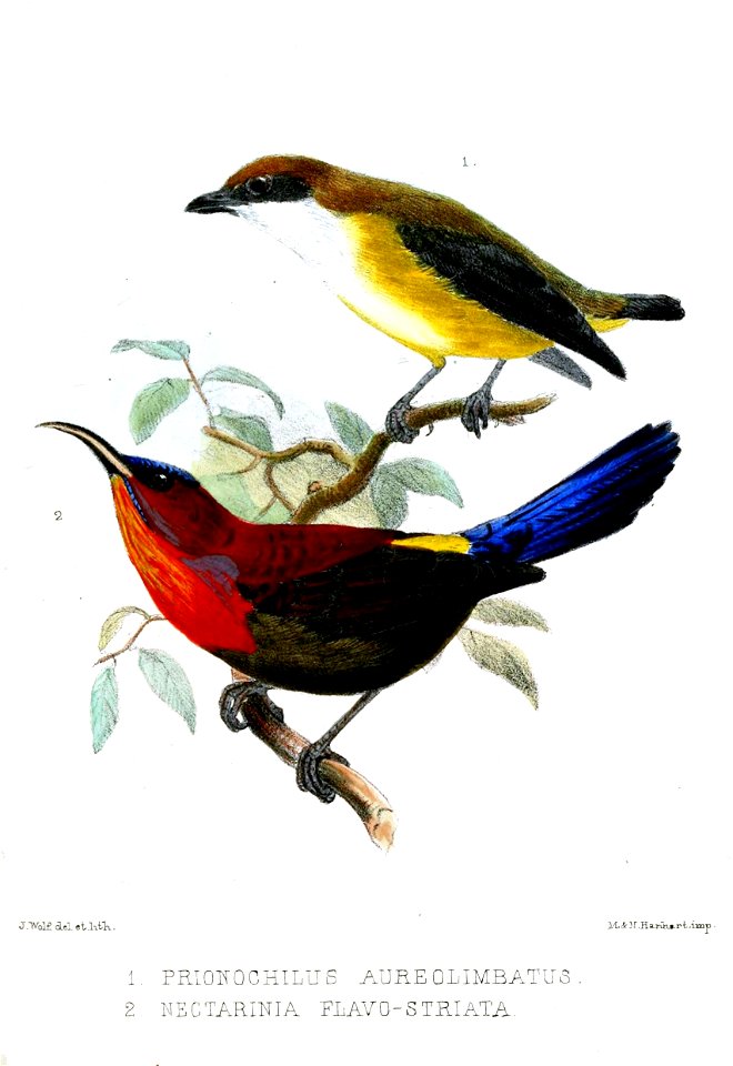 PrionochilusNectariniaWolf