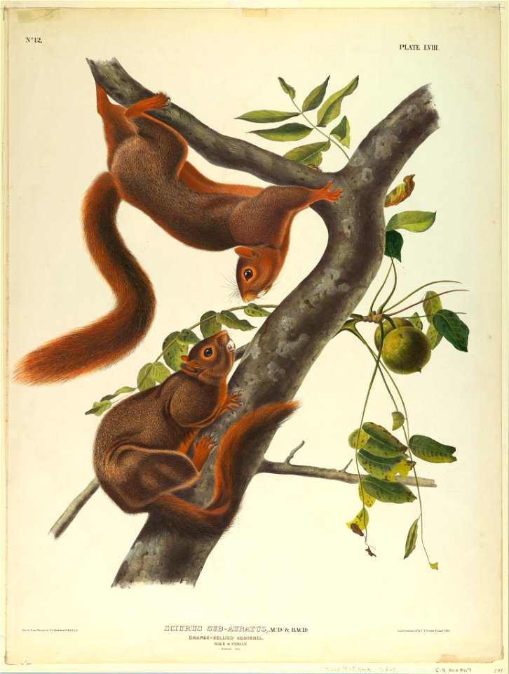 Print, Orange-Bellied Squirrel,, ca. 1845 (CH 18466405)