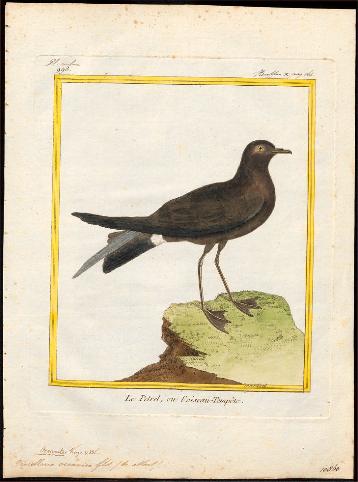 Procellaria oceanica - 1700-1880 - Print - Iconographia Zoologica - Special Collections University of Amsterdam - UBA01 IZ17900052