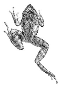 Pristimantis surdus