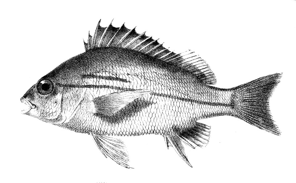Pristipoma dussumieri Ford 19