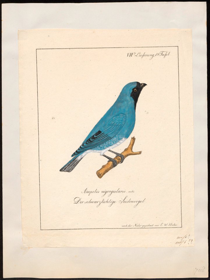 Procnias tersa - 1700-1880 - Print - Iconographia Zoologica - Special Collections University of Amsterdam - UBA01 IZ15900409