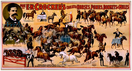 Prof. E.K. Crocker's educated horses, ponies, donkeys & mules LCCN2014637321. Free illustration for personal and commercial use.