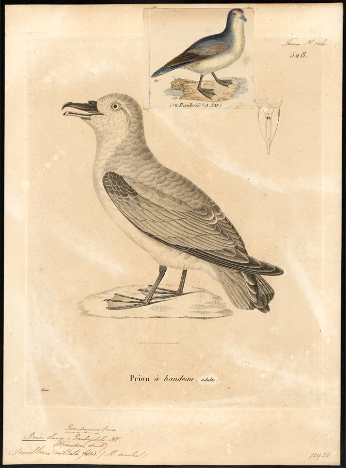 Prion banksii - 1700-1880 - Print - Iconographia Zoologica - Special Collections University of Amsterdam - UBA01 IZ17900130