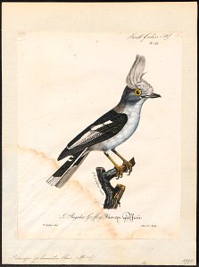 Prionops plumatus - 1825-1834 - Print - Iconographia Zoologica - Special Collections University of Amsterdam - UBA01 IZ16600451