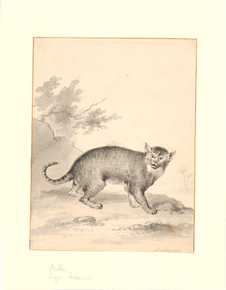Prionailurus bengalensis - 1710-1792 - Print - Iconographia Zoologica - Special Collections University of Amsterdam - UBA01 IZA1000704