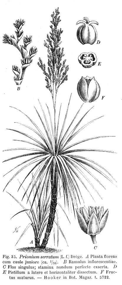 Prionium serratum01a