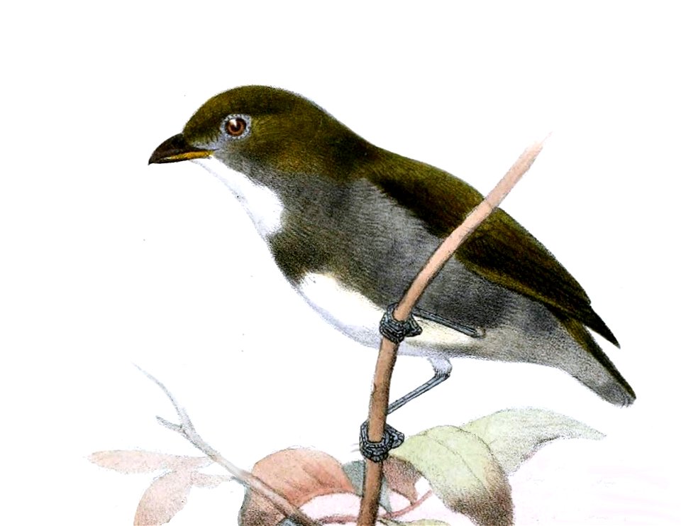 Prionochilus olivaceus