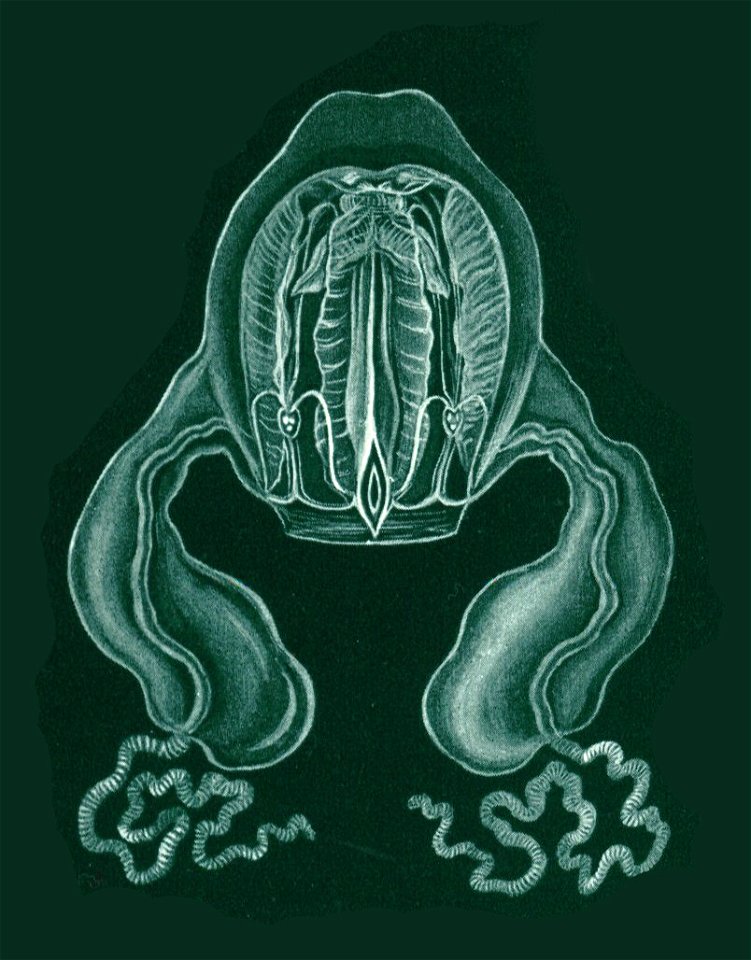 Procharybdis tetraptera aka Alatina tetraptera (Haeckel, 1880)