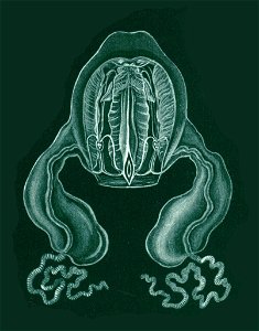 Procharybdis tetraptera aka Alatina tetraptera (Haeckel, 1880)