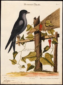 Progne purpurea - 1700-1880 - Print - Iconographia Zoologica - Special Collections University of Amsterdam - UBA01 IZ16700201