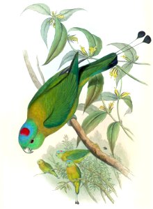 Prioniturus flavicans