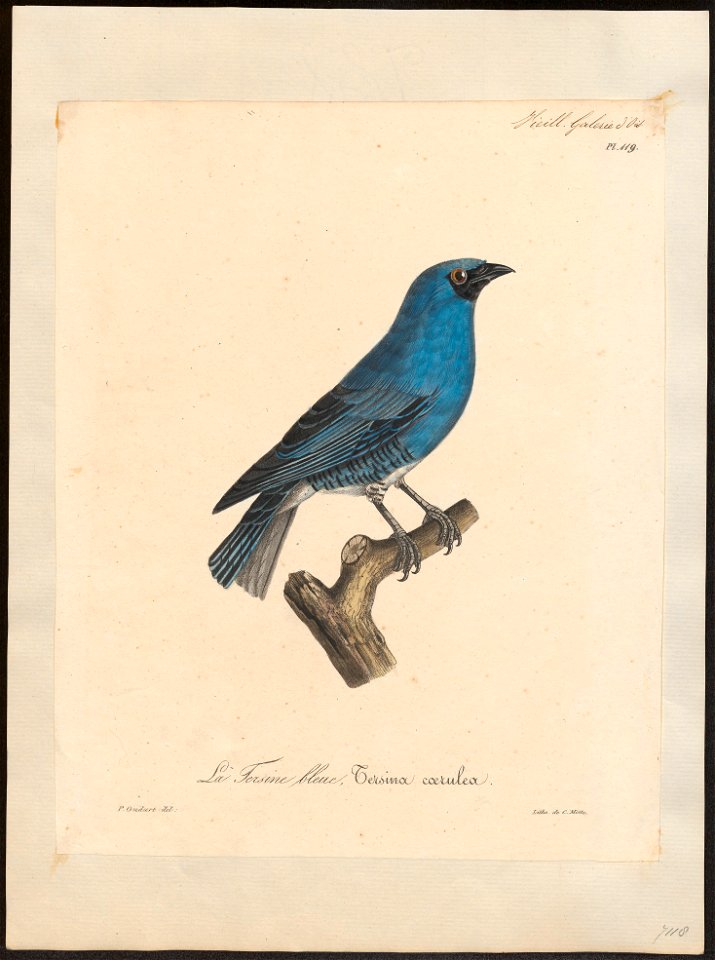 Procnias tersa - 1825-1834 - Print - Iconographia Zoologica - Special Collections University of Amsterdam - UBA01 IZ15900407