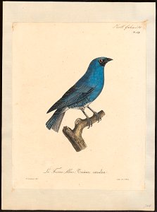 Procnias tersa - 1825-1834 - Print - Iconographia Zoologica - Special Collections University of Amsterdam - UBA01 IZ15900407