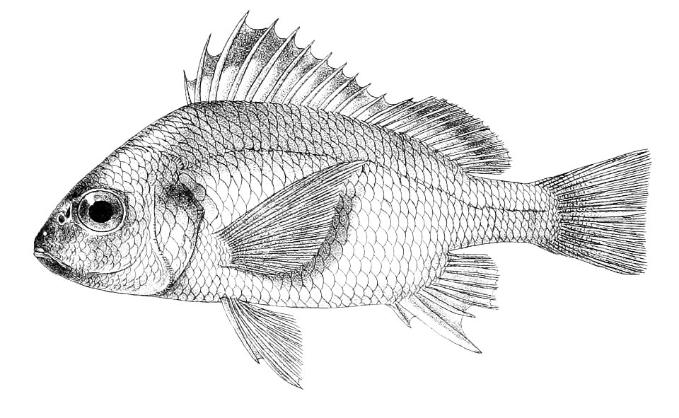 Pristipoma gouraka Ford 20