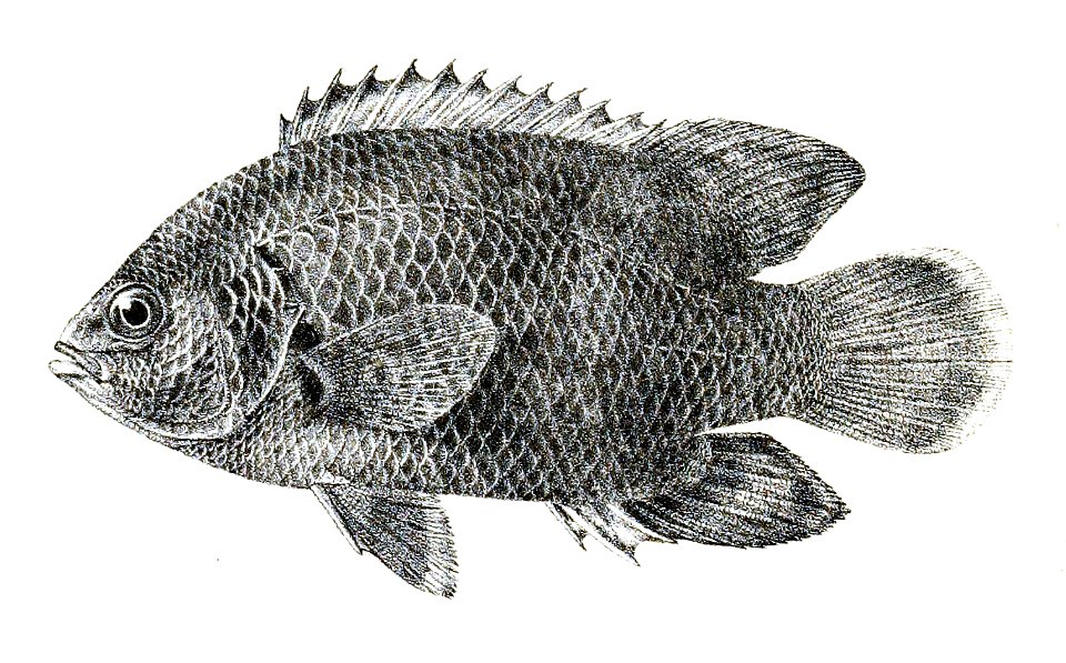Pristolepis fasciatus Ford 32