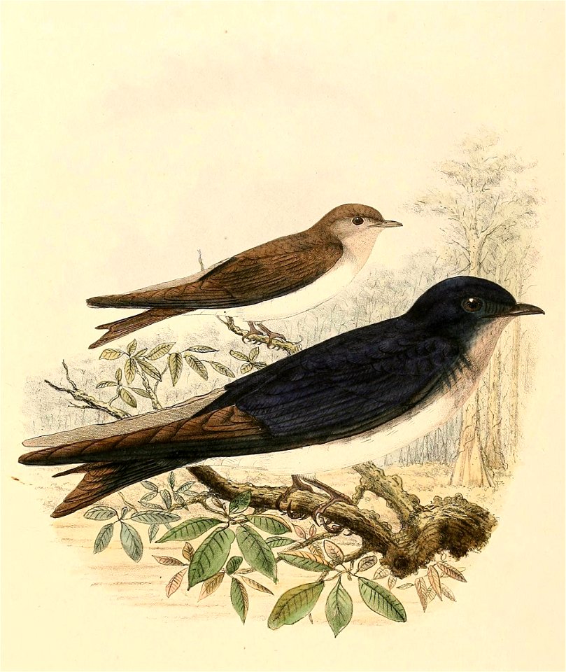 Progne chalybea 1894