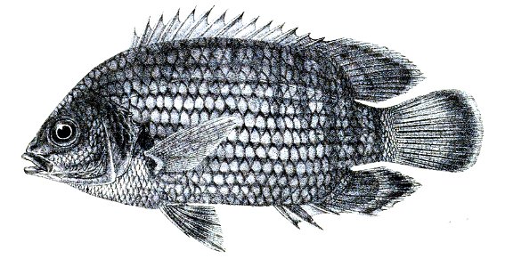 Pristolepis malabaricus Ford 32